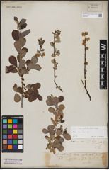 Foto von Salix aurita L.